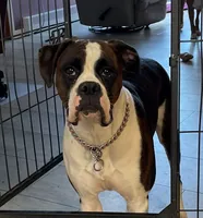 Litter Due, a  Boxer for sale in Crawfordsville, IN – 1 of 4