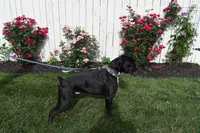 Litter Due, a  Boxer for sale in Crawfordsville, IN – 3 of 4