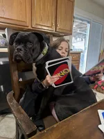 Litter Due, a  Boxer for sale in Crawfordsville, IN – 4 of 4