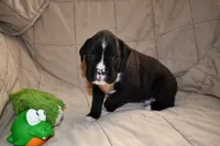 Shadow, a male Boxer for sale in Crawfordsville, IN – 3 of 7