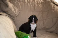 Shadow, a male Boxer for sale in Crawfordsville, IN – 4 of 7