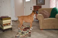 Litter Due, a  Boxer for sale in Crawfordsville, IN – 3 of 4