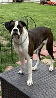 Litter Due, a  Boxer for sale in Crawfordsville, IN – 2 of 4