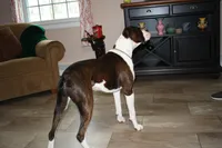 Faygo, a female Boxer for sale in Crawfordsville, IN – Photo 4 of 5