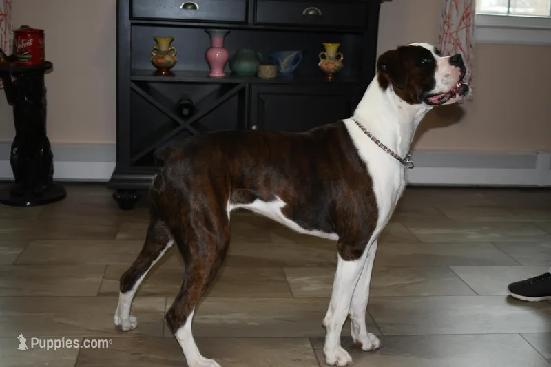 Faygo – Boxer puppy for sale in Crawfordsville, IN