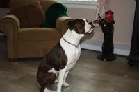 Faygo, a female Boxer for sale in Crawfordsville, IN – Photo 5 of 5