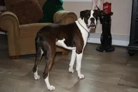 Faygo, a female Boxer for sale in Crawfordsville, IN – Photo 3 of 5