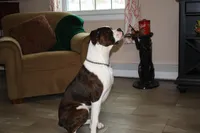 Faygo, a female Boxer for sale in Crawfordsville, IN – Photo 2 of 5