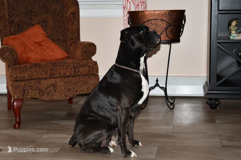 Litter Due – Boxer puppy for sale in Crawfordsville, IN