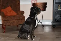 Litter Due, a  Boxer for sale in Crawfordsville, IN – 1 of 4