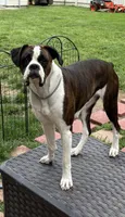 Shadow, a male Boxer for sale in Crawfordsville, IN – 6 of 7