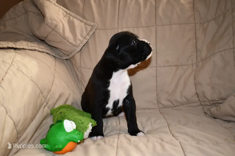 Shadow – Boxer puppy for sale in Crawfordsville, IN