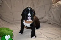 Shadow, a male Boxer for sale in Crawfordsville, IN – 2 of 7