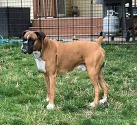 Litter Due, a  Boxer for sale in Crawfordsville, IN – 4 of 4