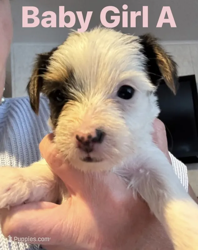 Baby Girl A – Yorkshire Terrier puppy for sale in Pinetown, NC