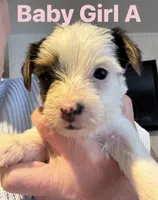 Baby Girl A, a female Yorkshire Terrier for sale in Pinetown, NC – 1 of 3