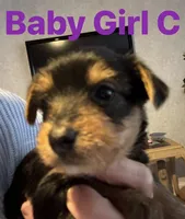 Baby Girl C, a female Yorkshire Terrier for sale in Pinetown, NC – 1 of 3