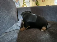 Baby Girl C, a female Yorkshire Terrier for sale in Pinetown, NC – 3 of 3