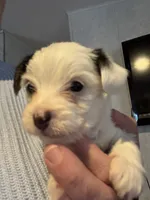 Baby Boy Harris, a male Yorkshire Terrier for sale in Pinetown, NC – 3 of 3