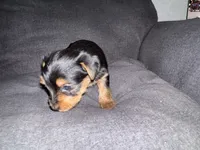 Baby Girl C, a female Yorkshire Terrier for sale in Pinetown, NC – 2 of 3