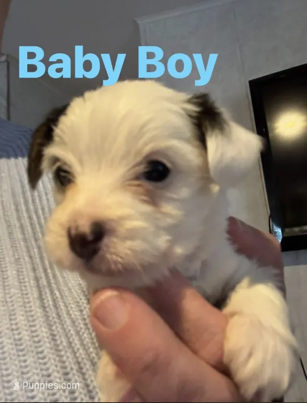 Baby Boy Harris – Yorkshire Terrier puppy for sale in Pinetown, NC