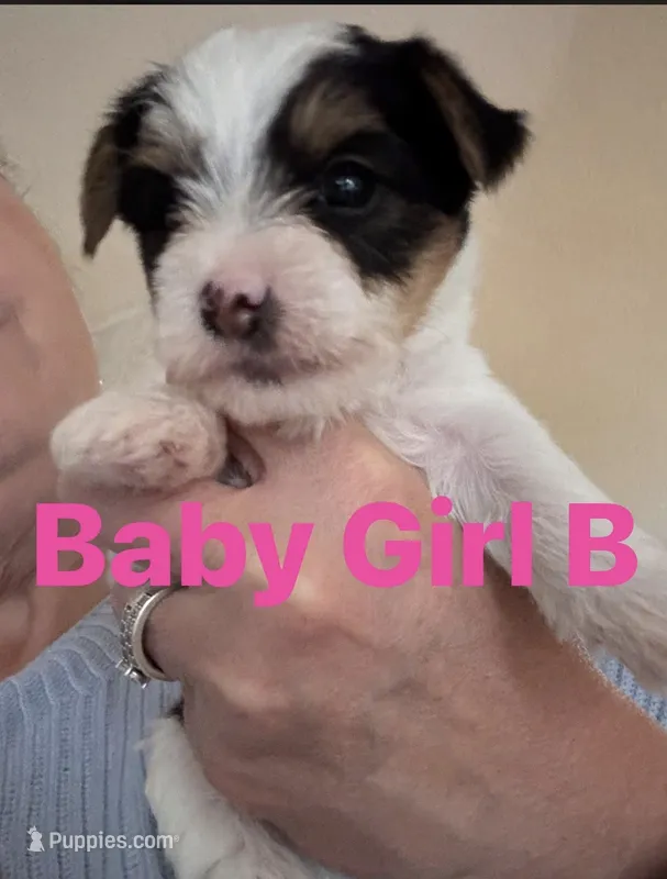 Baby Girl B – Yorkshire Terrier puppy for sale in Pinetown, NC