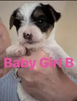 Baby Girl B, a female Yorkshire Terrier for sale in Pinetown, NC – 1 of 3