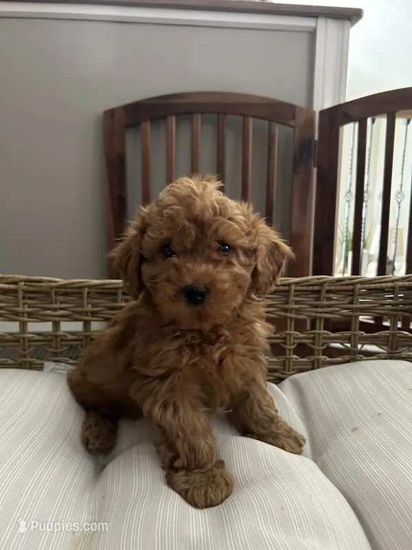 Annie  – Poodle - Toy  puppy for sale in Chicago, IL