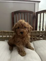 Annie , a female Poodle - Toy  for sale in Chicago, IL – 1 of 1