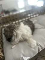Mac , a male Maltipoo for sale in Chicago, IL – 3 of 3