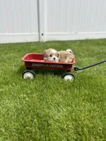 Pope , a male Bichon Frise for sale in Chicago, IL – 2 of 3