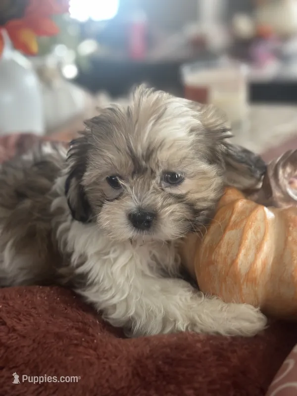 Frank  – Bichon Frise, Shih Tzu puppy for sale in Chicago, IL