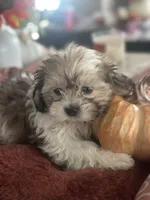 Frank , a male Bichon Frise and Shih Tzu for sale in Chicago, IL – 1 of 1