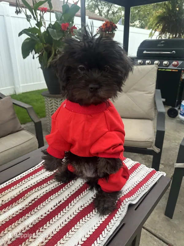 Max – Mal Shi puppy for sale in Chicago, IL