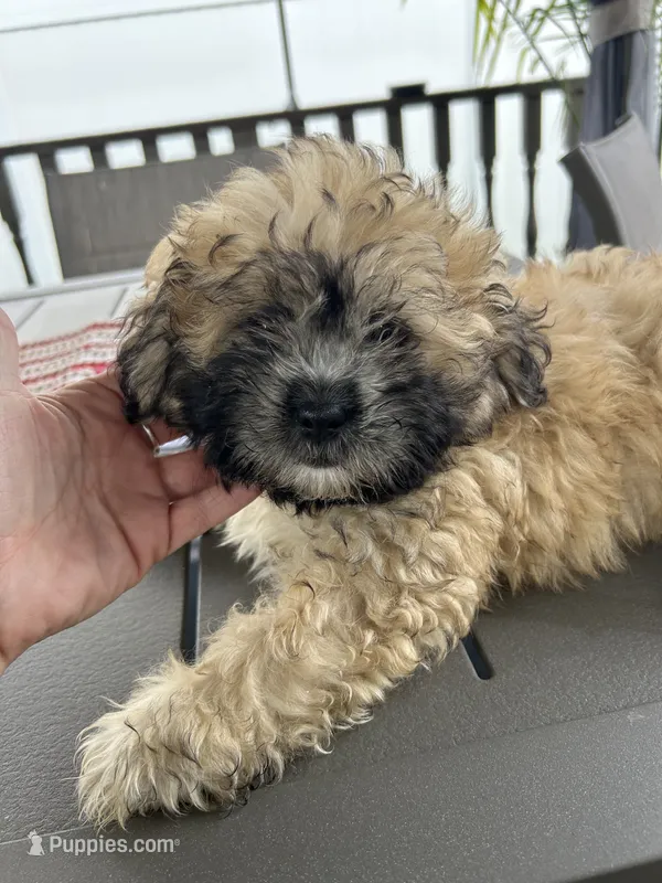 Luna  – Shihpoo puppy for sale in Chicago, IL