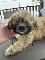 Luna , a male Shihpoo for sale in Chicago, IL – 1 of 3