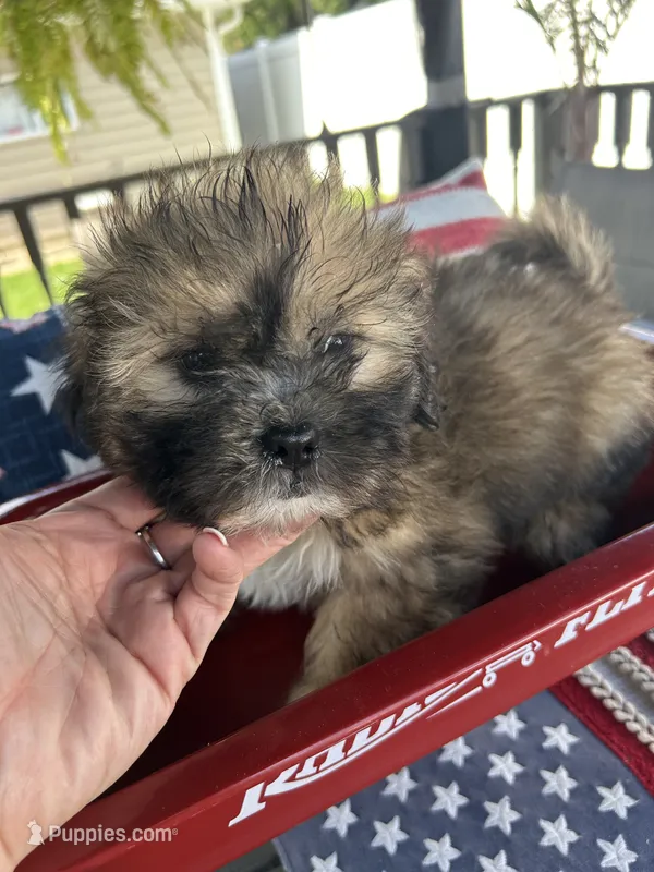 Max  – Mal Shi puppy for sale in Chicago, IL