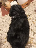 Mikey , a male Maltipoo for sale in Chicago, IL – 3 of 3