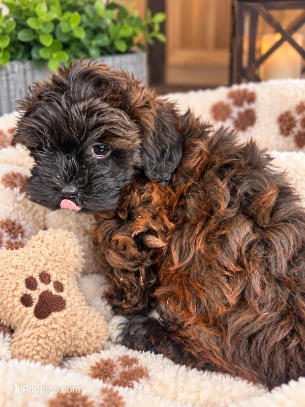 Frank  – Mal Shi puppy for sale in Chicago, IL