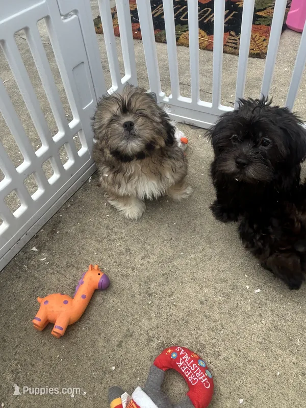 Frank  – Mal Shi puppy for sale in Chicago, IL