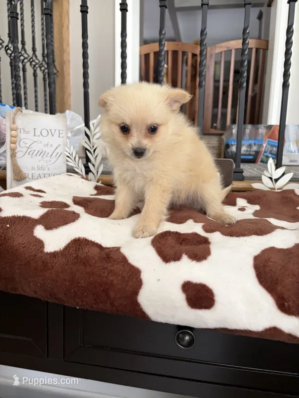 Moto  – Pomeranian puppy for sale in Chicago, IL