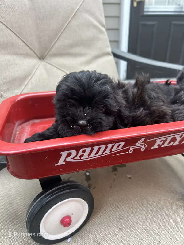 Max – Shihpoo puppy for sale in Chicago, IL