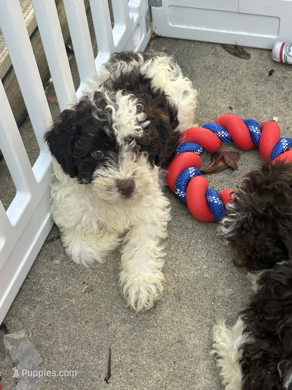 Mack  – Poodle - Miniature  puppy for sale in Chicago, IL