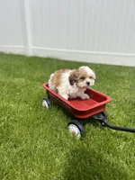 Pope , a male Bichon Frise for sale in Chicago, IL – 3 of 3