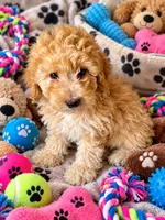 Mila, a female Poodle - Toy  for sale in Chicago, IL – 1 of 1