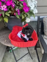 Molly , a female Shihpoo for sale in Chicago, IL – 2 of 2
