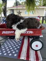 Miley , a female Poodle - Miniature  for sale in Chicago, IL – 3 of 4