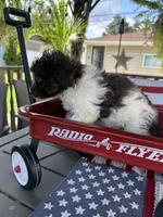 Miley , a female Poodle - Miniature  for sale in Chicago, IL – 4 of 4