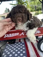 Miley , a female Poodle - Miniature  for sale in Chicago, IL – 2 of 4