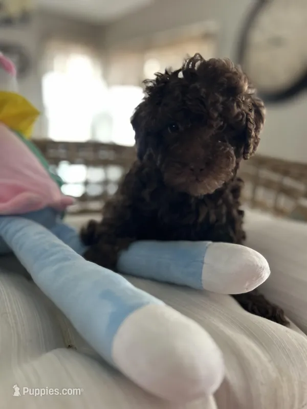 No name  – Poodle - Miniature  puppy for sale in Chicago, IL